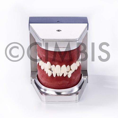 Tipodonto para practicas con ceras y dientes de resina (1 pieza)